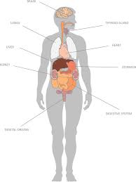 Image result for internal organs