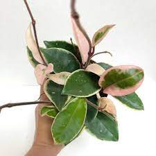 Maybe you would like to learn more about one of these? Hoya Carnosa Krimson Queen Etsy