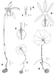 Image result for Nervilia adolphi