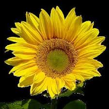 Taman kota yang ada di surabaya ini merupakan salah satu warisan zaman kolonial. Herbal Bungamatahari On Twitter Askum Pesan Minyak Bunga Matahari 2 Botol Ke Surabaya Berapa Ya Mohon Di Sms No Rekeningnya Terimakasih 08563247xxx