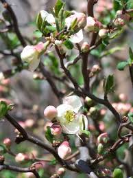 Image result for Kotschya speciosa