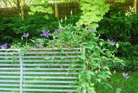 Image result for Clematis