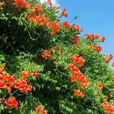 Image result for Tecomaria nyassae