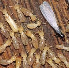 The drywood termite is an above ground species, can sustain themselves for long periods of relatively dryness and have low moisture requirements. Termite Control Point Cook Termite Inspection Treatments On Same Day