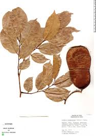 Image result for Crudia