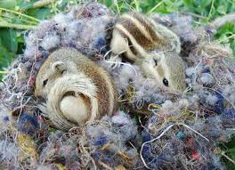 Two Baby Squirrels Are Sleeping In Their Nest Stock Photo Picture And Royalty Free Image Image 8019448