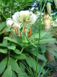 Image result for Lilium martagon Alba
