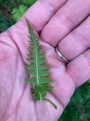 Image result for Elaphoglossum macropodium