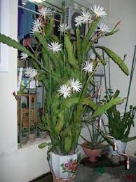 Pin On Plants