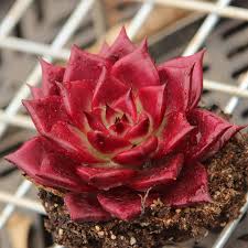 Echeveria Agavoides V Romeo Rubin 3cm Rare Plant Beautiful Succulent Live Plant Ebay Succulents Planting Succulents Plants