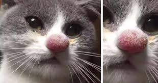 My cat smokie joe woke up one morning with huge swelling on his face. 37 Cats Who Got Stung By Bees And Wasps Bored Panda