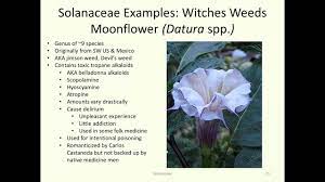 The name solanaceae derives from the genus solanum. Family Solanaceae The Worldwide Vegetables