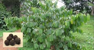 Image result for Coula