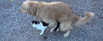Kedi Kopek Ciftlesmesi Kediler Gen Tr