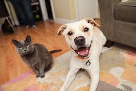 It is referred to a. Can Cats Get Parvo From Dogs 2021 Is It Contagious To A Cat Infected