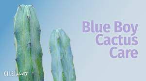 Propagating them differ according to what kind of cactus they are. Myrtillocactus Geometrizans 101 Blue Boy Cactus Care Guide Tips To Repot Grow Propagate Youtube