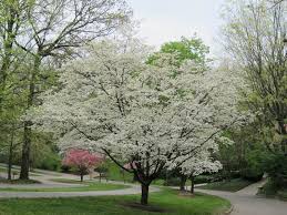 Flowering dogwoods produce red fruit in autumn. White Flowering Dogwood Trees For Sale Guaranteed To Grow