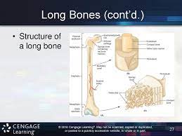 Labeling portions of a long bone learn with flashcards, games and more — for free. Chapter 7 The Skeletal System Chapter 7 The Skeletal System Ppt Download