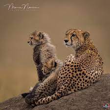 Stunning Animal Planet Wild Cats Big Cats