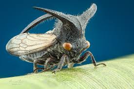 About 30 species of insect commonly infest food aid grain and grain products. Alien Thorn Bug Treehoppers More Precisely Typical Treehoppers To Distinguish Them From The Aetalionidae Weird Insects Bugs And Insects Cool Insects