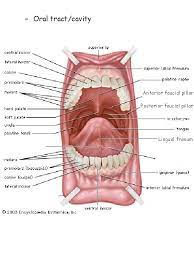 What is the abbreviation for anterior faucial pillar? Articulation Articulation Is The Movement And Placement Of