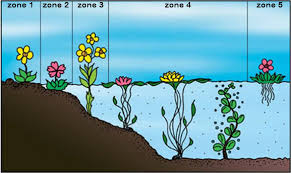 Check spelling or type a new query. Plantes Aquatiques Indispensables Pour Un Bassin Sain Velda
