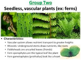 Check spelling or type a new query. Plant Life Cycles Plant Life Cycles Alternate Between Two Cycles Producing Spores And Producing Gametes Ppt Video Online Download