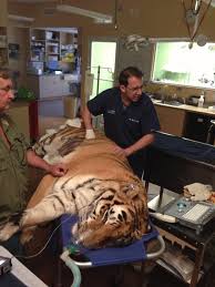 Veterinarian’s Tireless Effort to Save a Tiger: The Ьаttɩe for Life. n