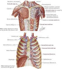 Xiphoid process, costal arch, 12th and 11th ribs, vertebra t12. Thorax Basicmedical Key