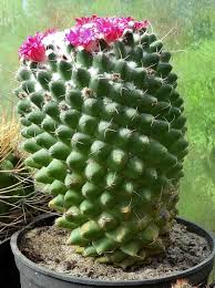 0 more photos view gallery. Photo Of The Entire Plant Of Biznaga Con Muchos Tuberculos Mammillaria Polythele Posted By Orsola Garden Org
