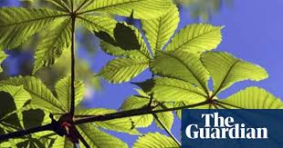 Horse chestnuts may also suffer from a horse. British Conkers Under Threat From Alien Moth Invasion Invasive Species The Guardian