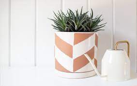 Cactus plant growing steps : Haworthia Plant Care And Growing Guide