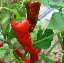 Ferner erhalten sie eine anleitung infografik, die ihnen die 5. Susse Peperoni Padron Chili Aus Spanien Scharfe 0