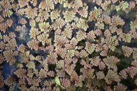Image result for Azolla pinnata