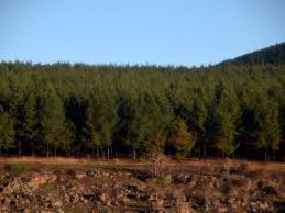 Image result for Schistostephium crataegifolium