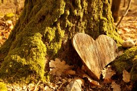 L'enterrement d'un cercueil est une pratique traditionnelle et courante. Comment Devenir Un Arbre Apres La Mort Notre Nature