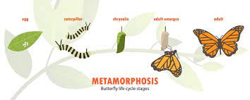 This book is a great companion piece to that process. Curious Kids Do Butterflies Remember Being Caterpillars