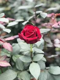 Award winning · need help · online only · hot deals Jason Flowers Grower Home Facebook