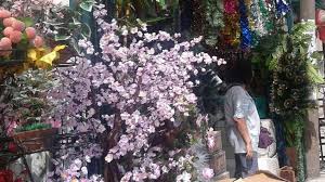 Penting mengetahui nama bunga / tumbuhan maupun hewan untuk menghindari kesalahan. Cantiknya Bunga Mei Hwa Di Hari Imlek