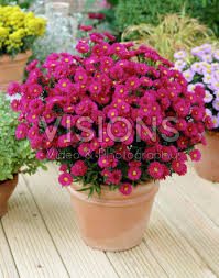 Image result for Asters `Jenny