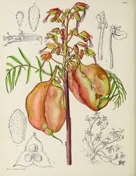 Image result for Erythrophysa