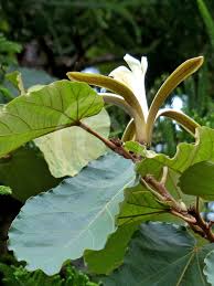 Image result for Pterospermum acerifolium