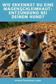 Meist sind vergleichsweise harmlose erkrankungen wie wenn sie blut im stuhl bemerken, sollten sie unbedingt einen arzt aufsuchen. Wie Erkennst Du Eine Magenschleimhautentzundung Gastritis Bei Deinem Hund Leswauz