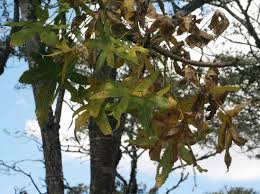 Image result for Cussonia natalensis