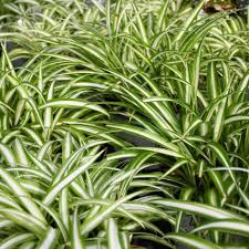 Image result for Chlorophytum lancifolium