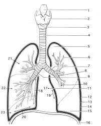 Respiratory system coloring pages are a fun way for kids of all ages to develop creativity, focus, motor skills and color recognition. Lungs Respiratory System Coloring Page Work Sheet For Kids Coloring Home