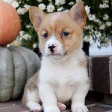 The pembroke welsh corgi puppies are merry and expressive but also intelligent and active. Pembroke Welsh Corgi Puppies For Sale Usa Uk Canada Australia