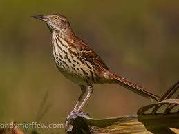 Birds Native To Maryland Brown Thrasher Toxostoma Rufum By Andy Morffew Brown Thrasher Thrasher Brown