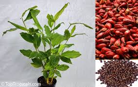 Image result for Aframomum mala