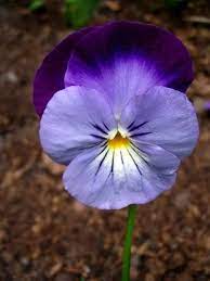 How To Fertilize Pansies Shade Loving Flowers Plants That Love Shade Pansies Flowers